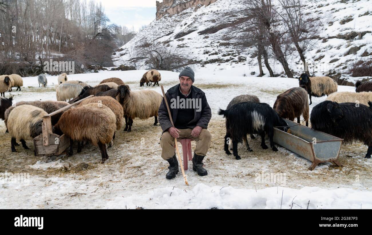 Bitlis, Turkey - February 2020: Shepherd grazing his sheep, snowy landscape Stock Photo