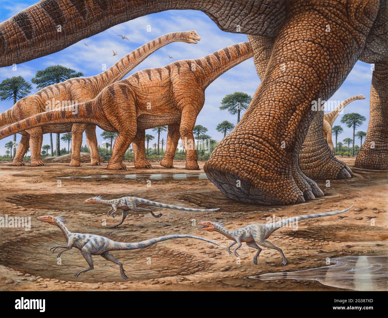 Small Compsognathus dinosaurs try to avoid getting trampled by a passing Brachiosaurus herd. Stock Photo