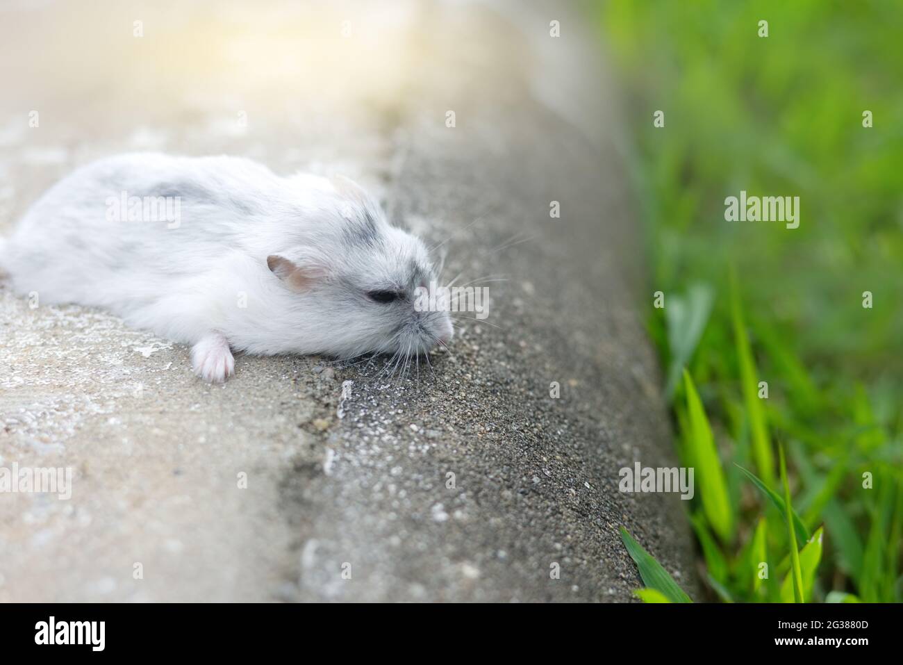 Hamster winter white sleeping Stock Photo Alamy