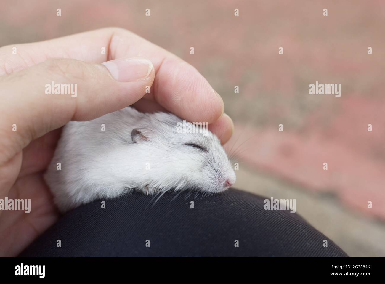Hamster winter white sleeping Stock Photo Alamy