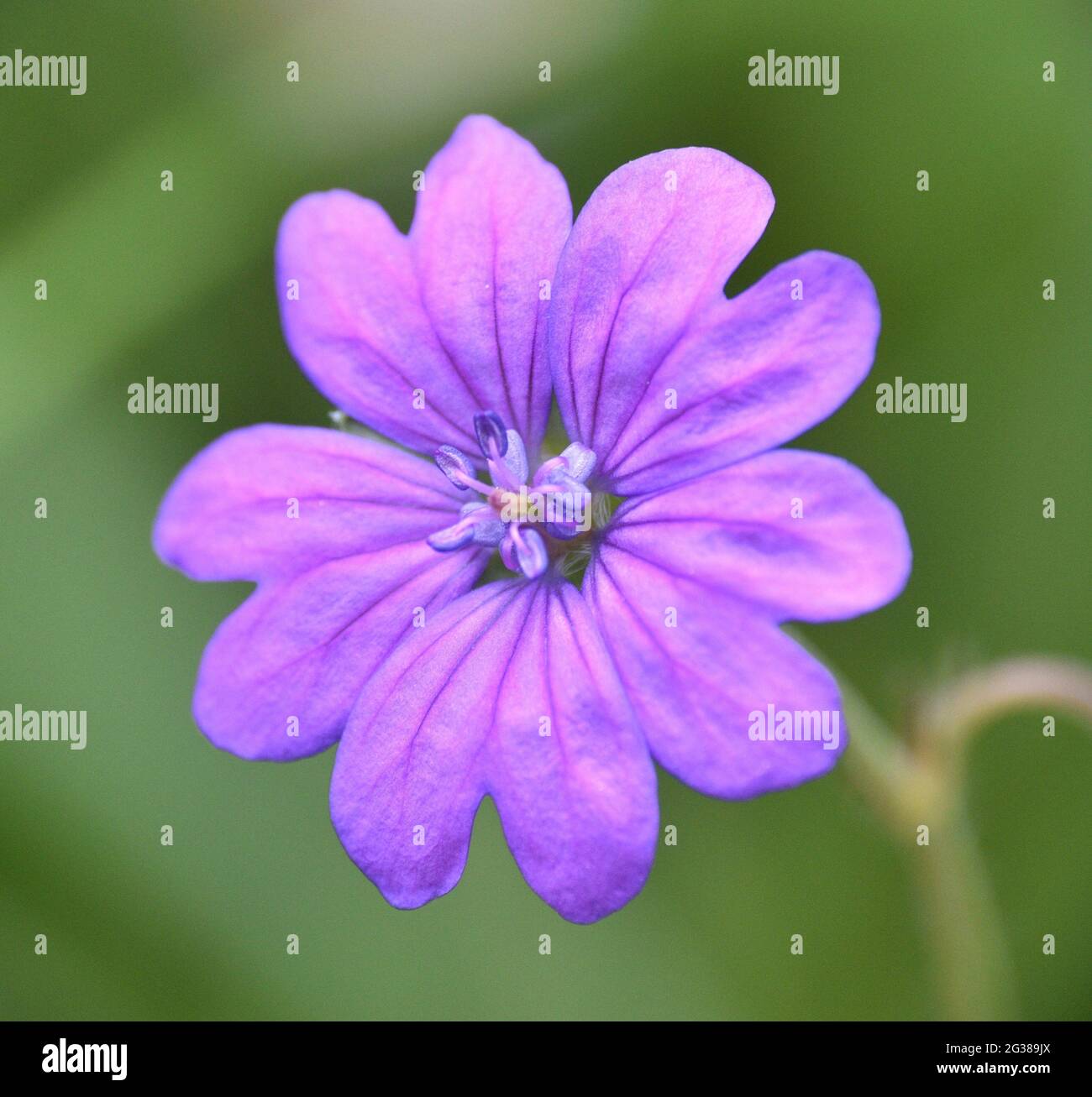 Purple flower of Geranium pyrenaicum plant. Located in a sunny mountain meadow in the province of La Rioja. Stock Photo