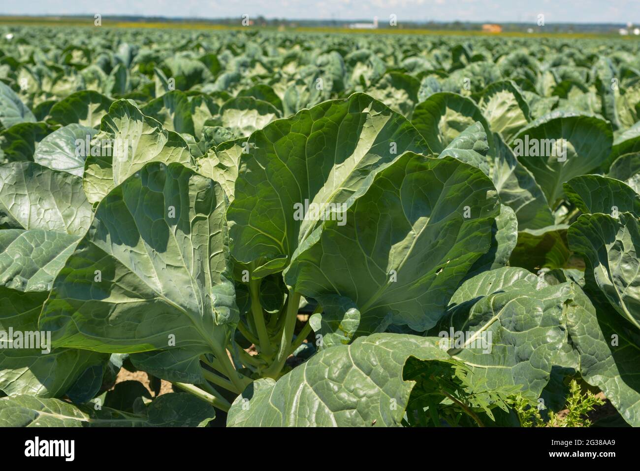 Green Cabbage in Quebec Canada Stock Photo