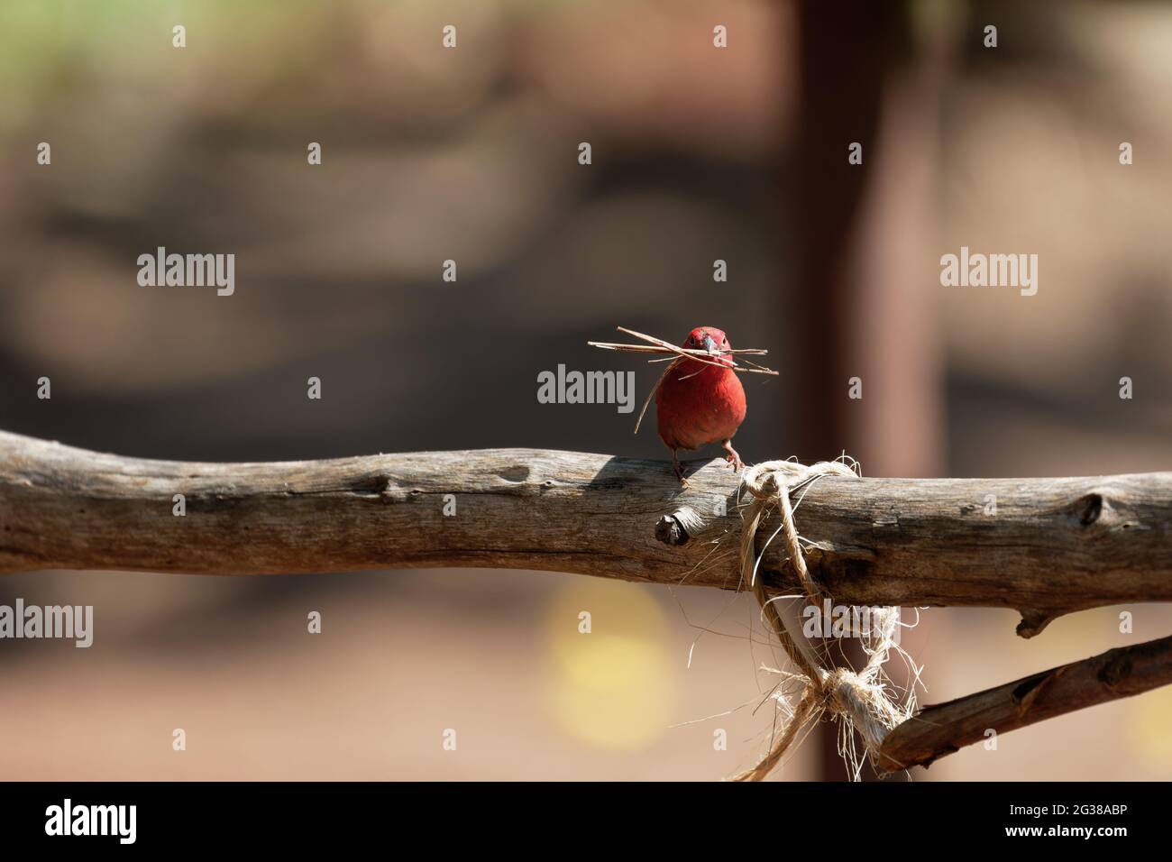 A fiery red Senegalese amaranth has nesting material in its beak Stock Photo