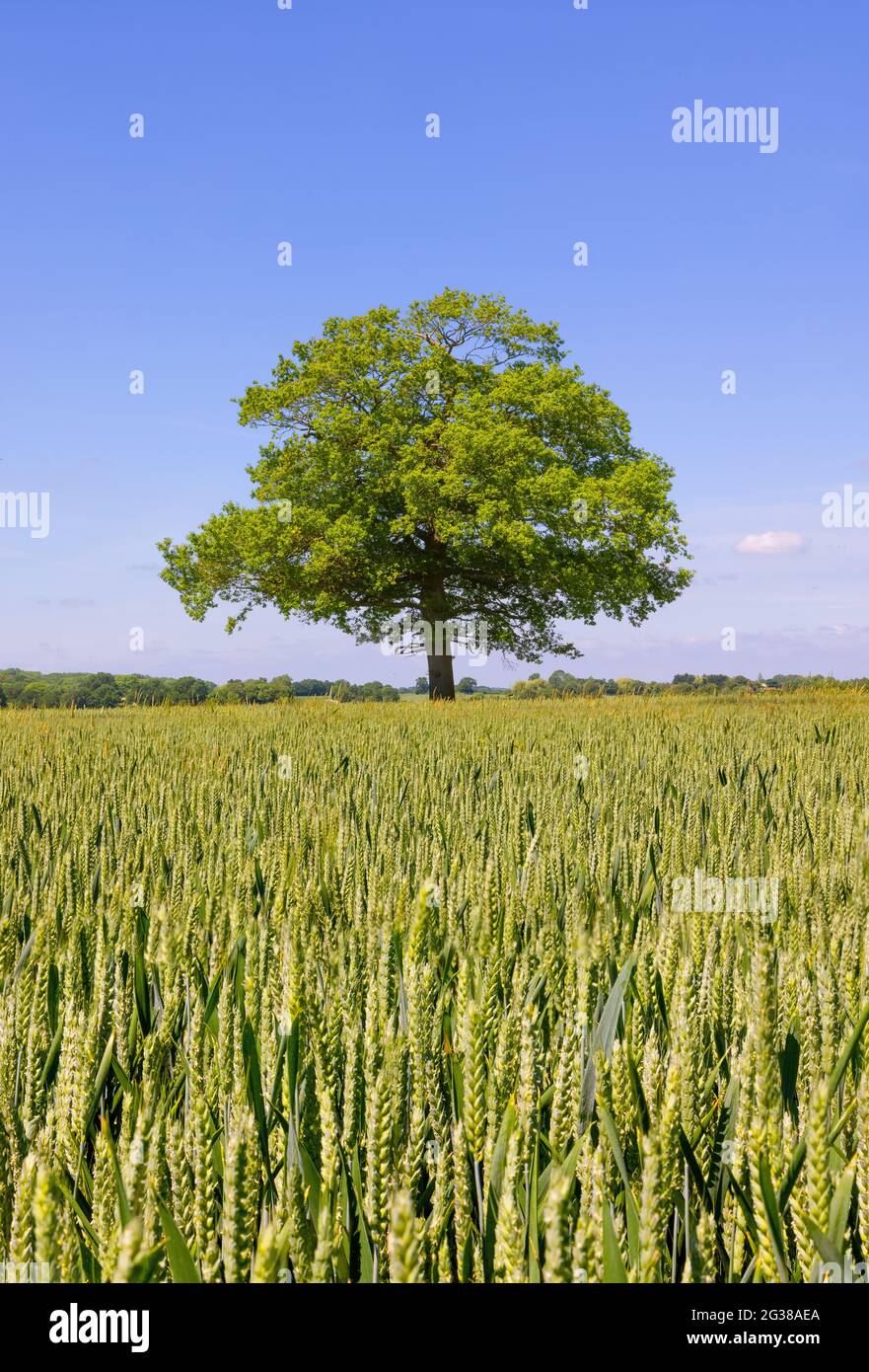 Solitary oak tree in a field of green wheat with blue sky. UK. Stock Photo