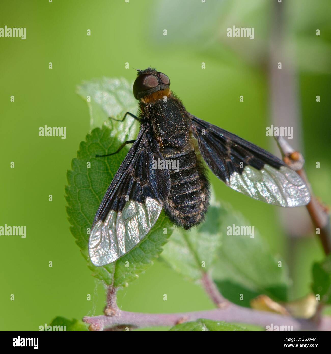 Bee fly (Hemipenthes morio) on a leaf Stock Photo