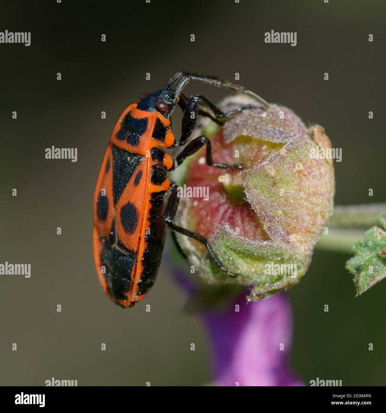 Firebug (Pyrrhocoris apterus) on a flower Stock Photo