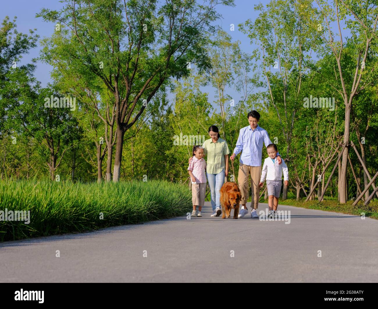 Happy family of four walking dogs in the park high quality photo Stock ...