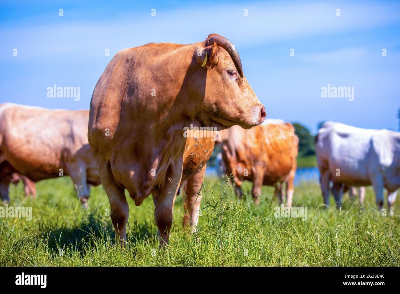 Portrait of a brown cow on a meadow Stock Photo - Alamy