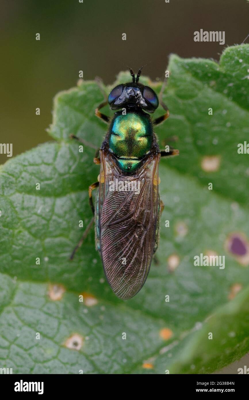 Soldier fly (Chloromyia formosa) on a leaf Stock Photo