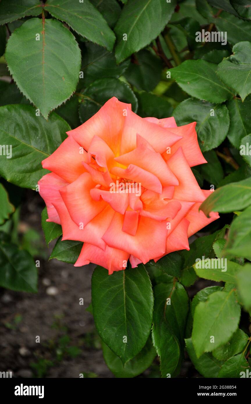 Copenhagen, Denmark. 14 June 2021, Rose in various colour and rose ...