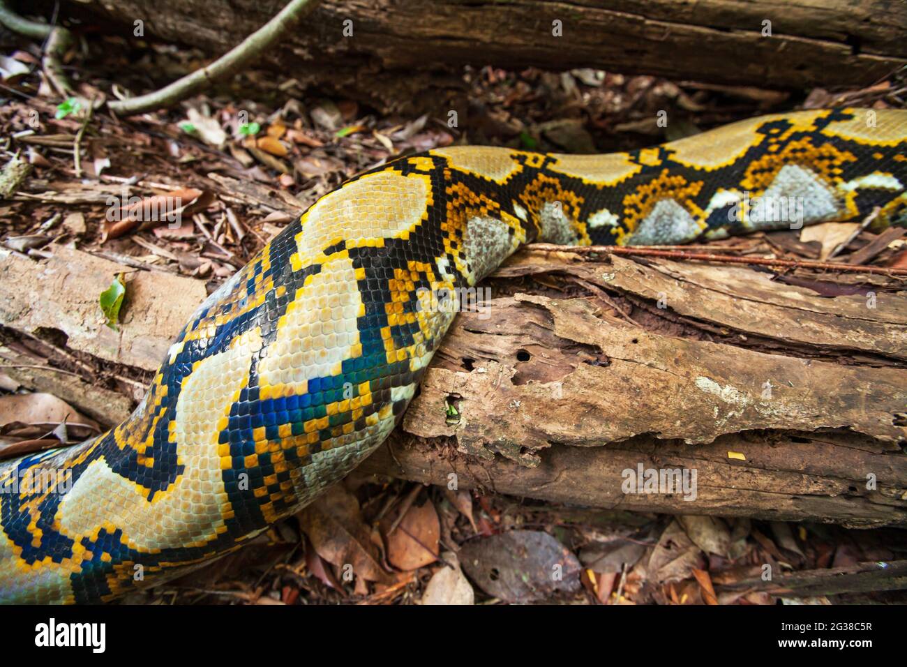 Boa laying on the log on ground of a tropical forest. They are the world’s longest snakes and longest reptiles. National Park near Cambodia-Thailand. Stock Photo