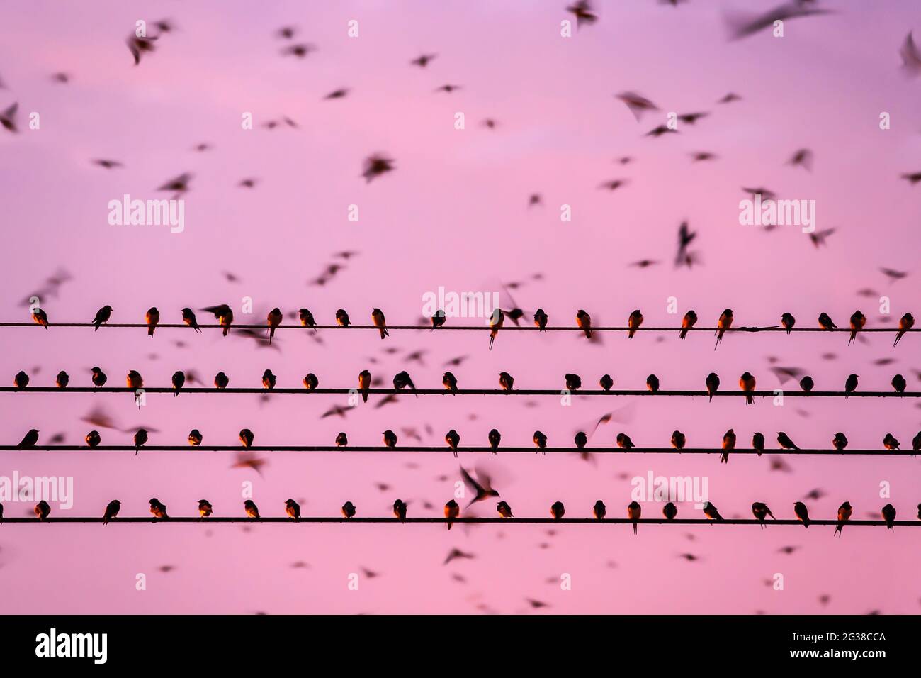 Bird migration, flock of barn swallow are perching on wires and flying in the sunset sky. Betong City, Yala, Thailand. Winter season. Stock Photo