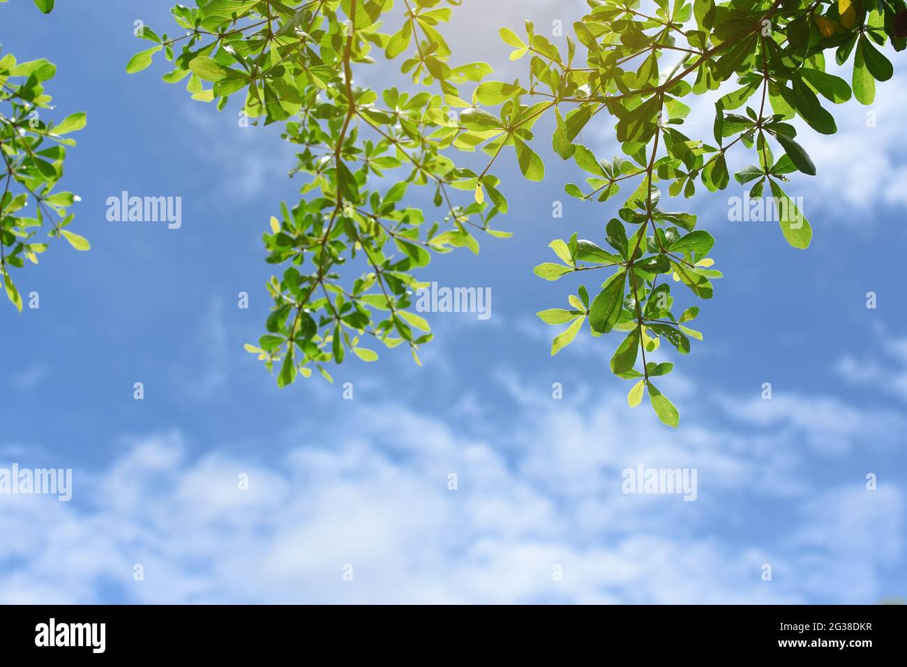 Green leaves with blue sky background Stock Photo - Alamy