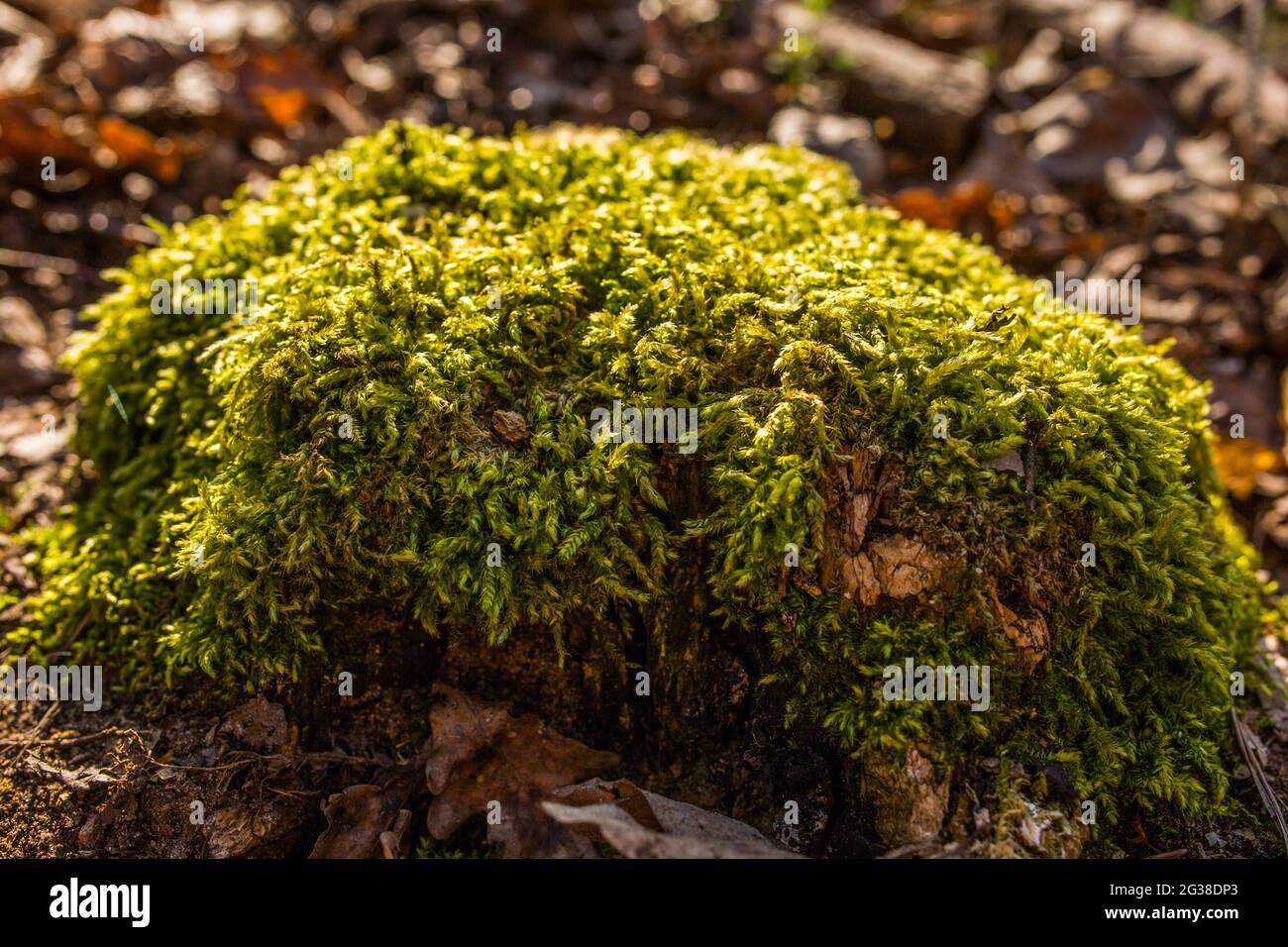 Beautiful green planet Stock Photo