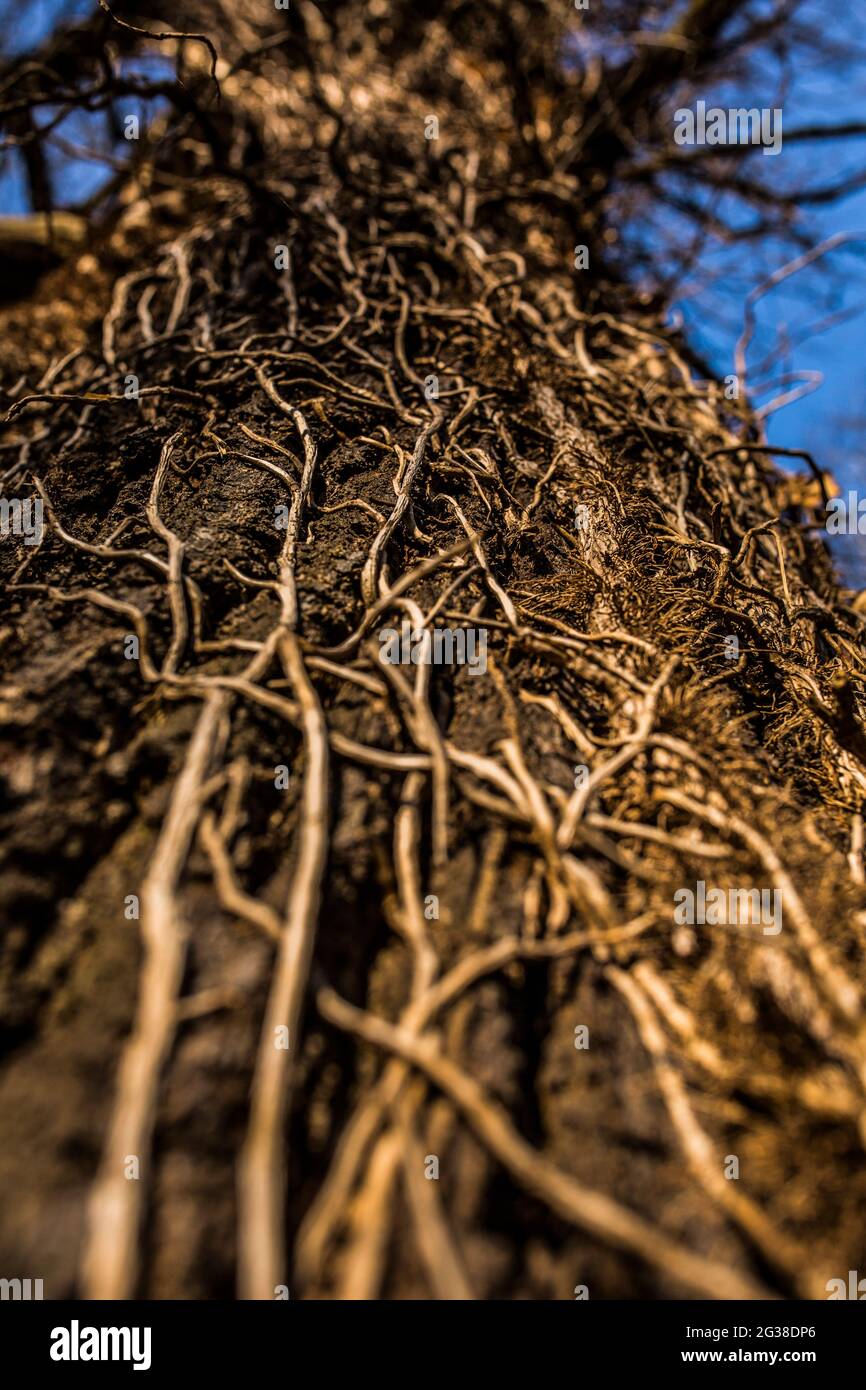 Beautiful green planet Stock Photo