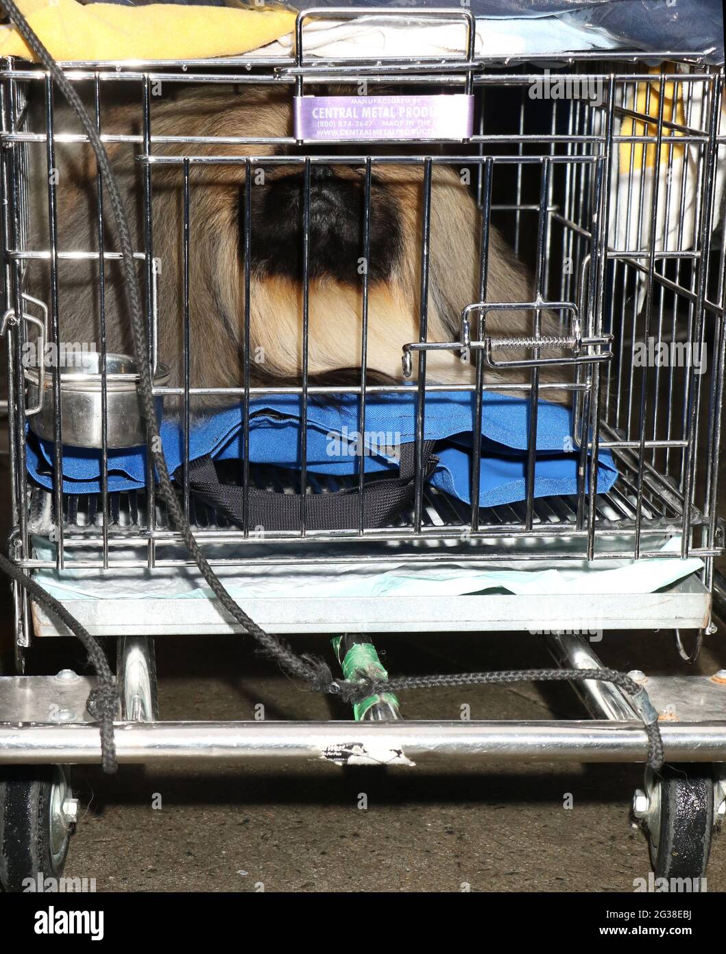 New York, NY, USA. 14th June, 2021. Wasabi The Pekingese winner of the