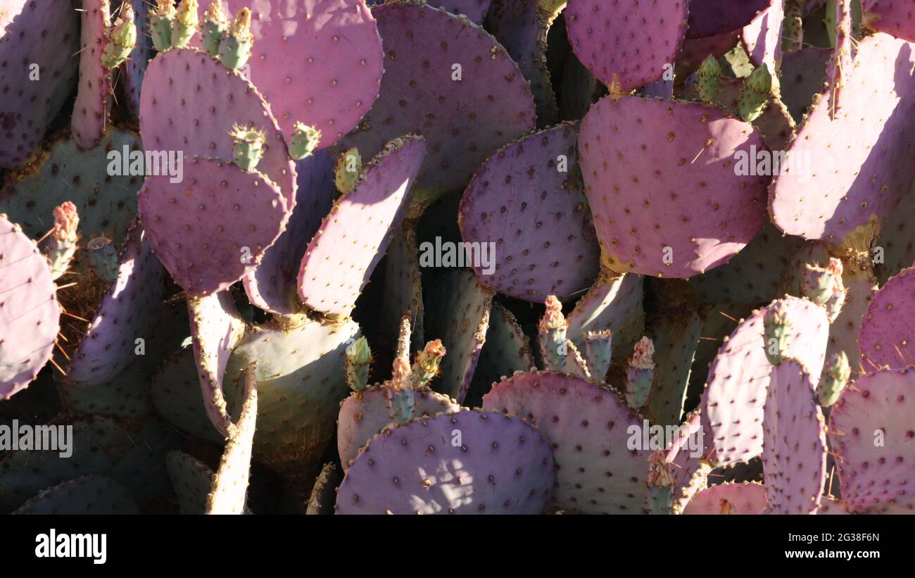 Prickly Pear Cactus Bush Stock Photo