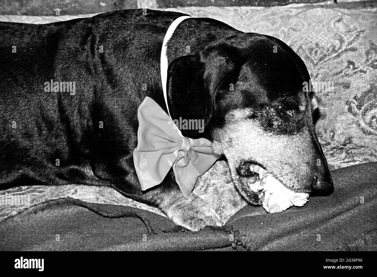 Dachshund with bone and bowtie 0112 BW Stock Photo