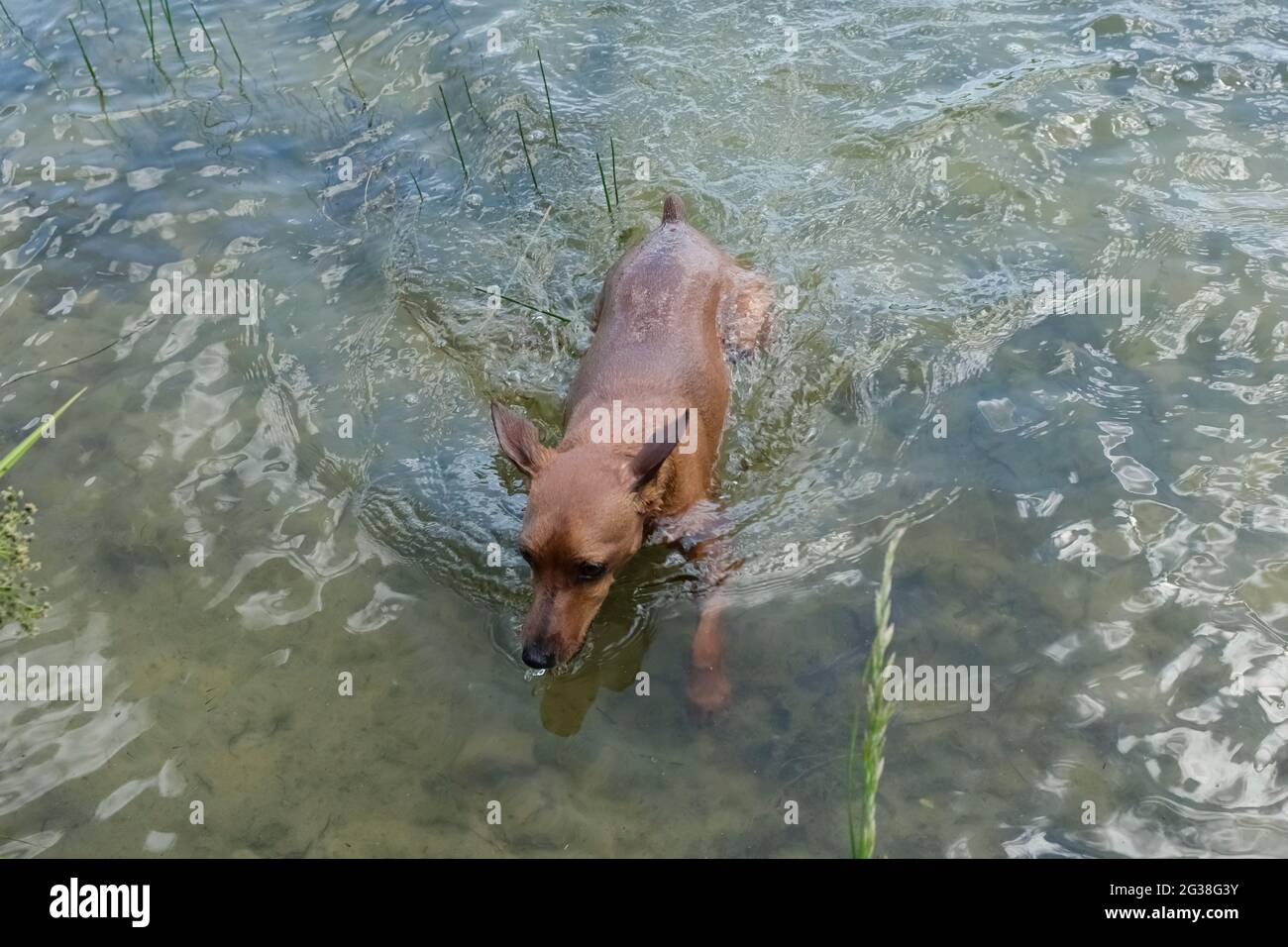 Dwarf mini-pinscher on a walk, dog on a walk in nature, portrait of a dwarf pinscher close-up. The dog swims in the water. Stock Photo