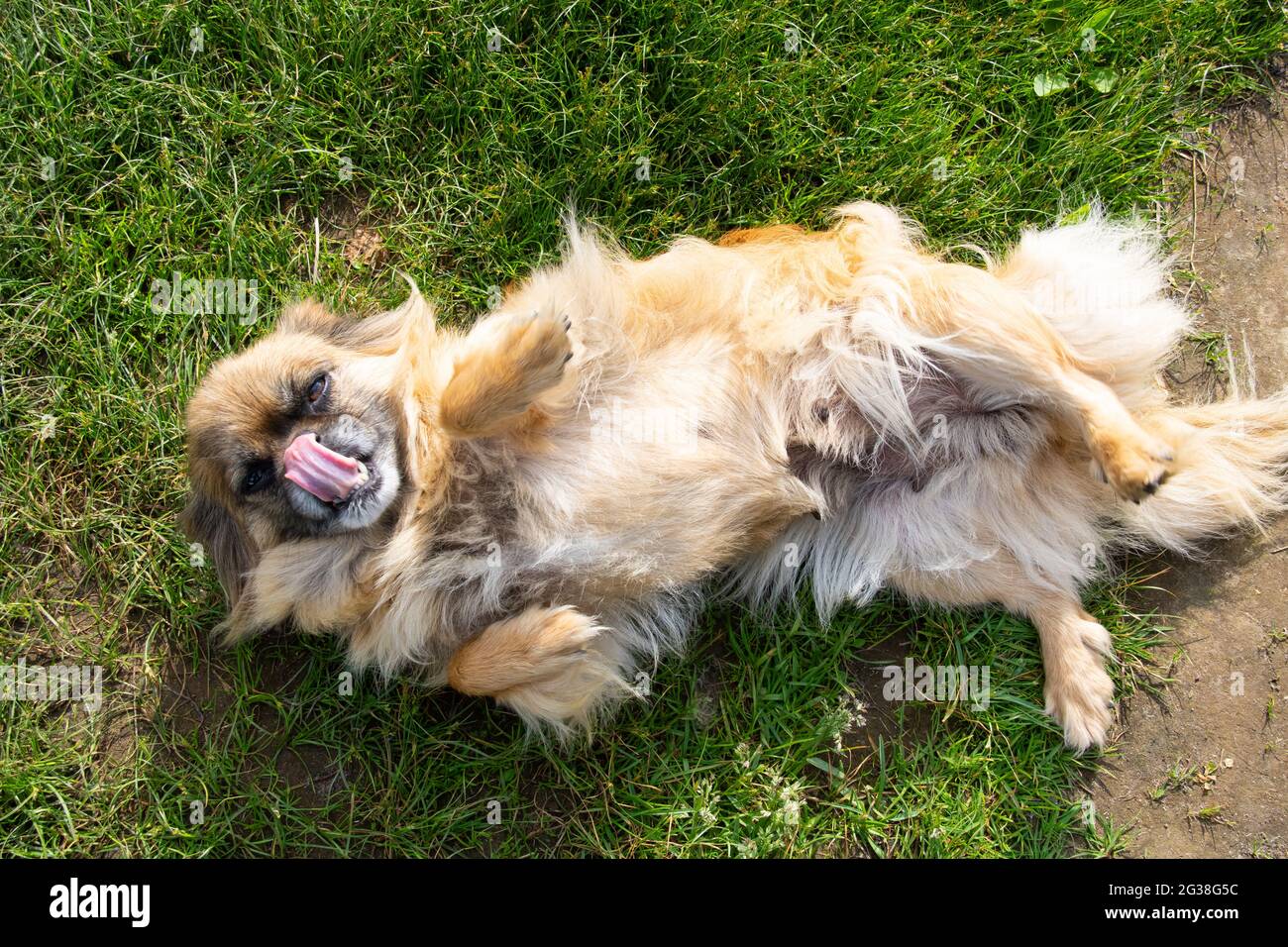 Red-haired Pekingese dog lies on its back on green grass close up Stock Photo