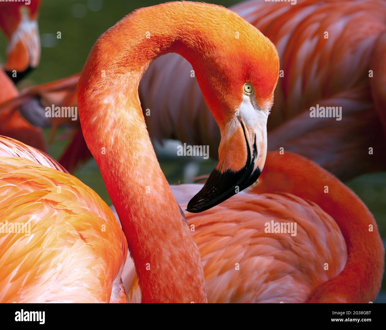 American Flamingo - Phoenicopterus ruber - beautiful red colored bird Stock Photo