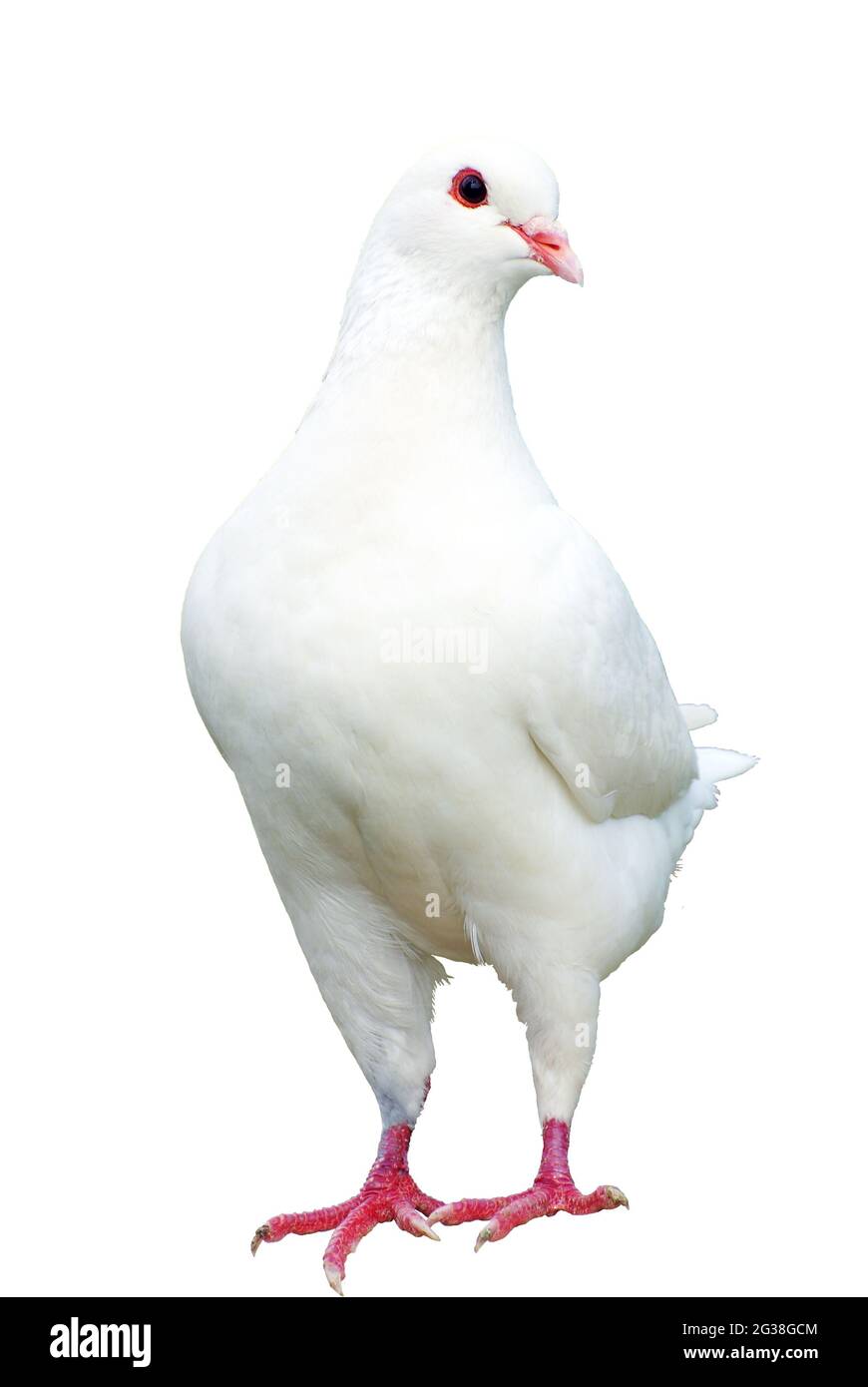 White pigeon - imperial-pigeon - ducula Stock Photo
