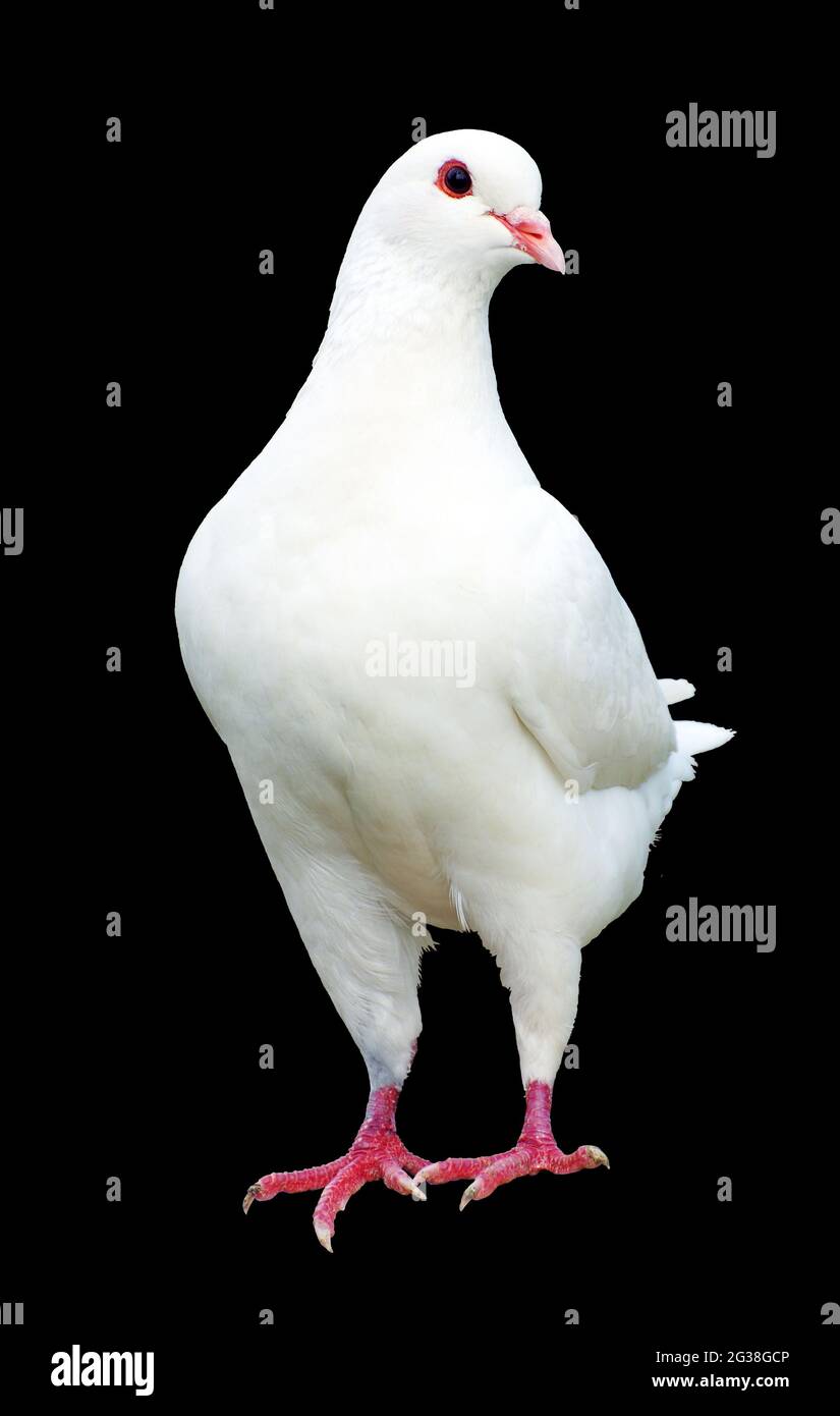 White pigeon isolated on black background - imperial-pigeon - ducula Stock Photo