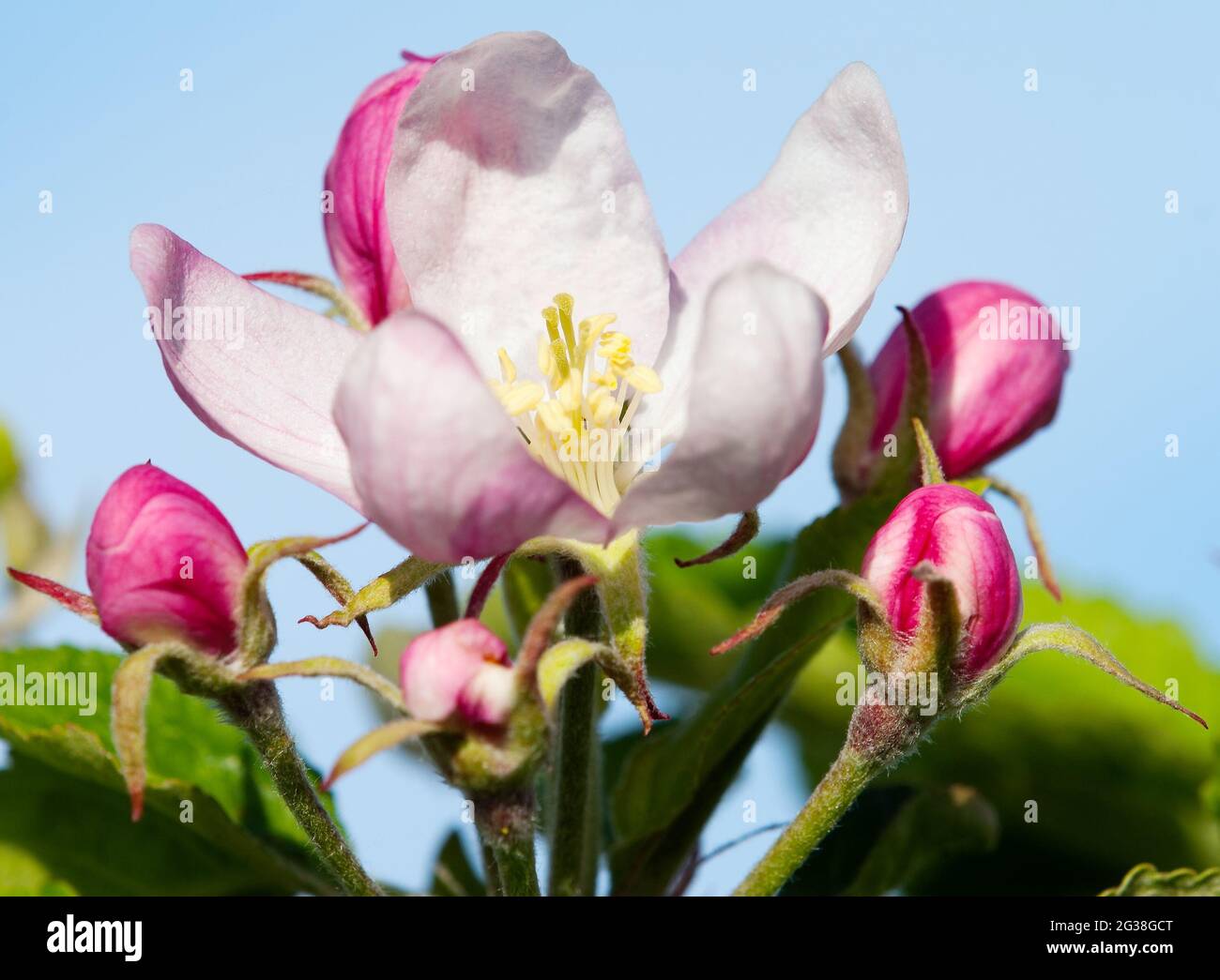 flower of apple tree Stock Photo Alamy