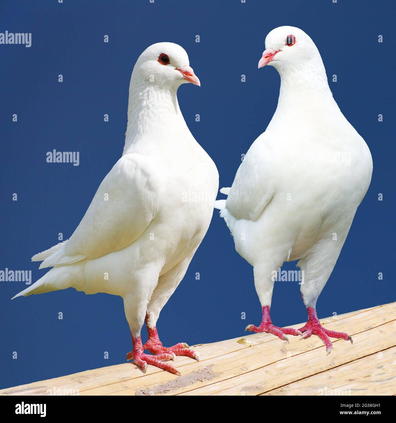 Pigeon black and white hires stock photography and images Alamy