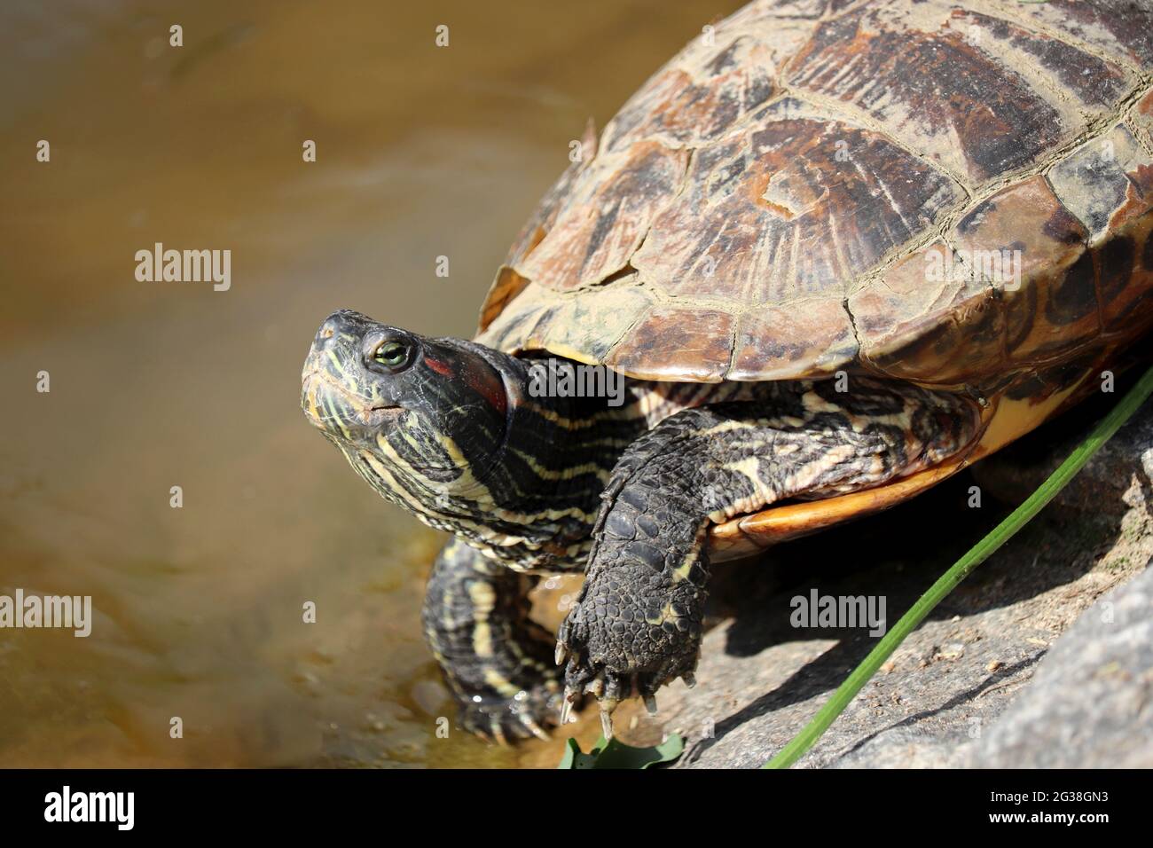 Red-eared turtle (Trachemys scripta) rests on a rocks on the pond coast ...