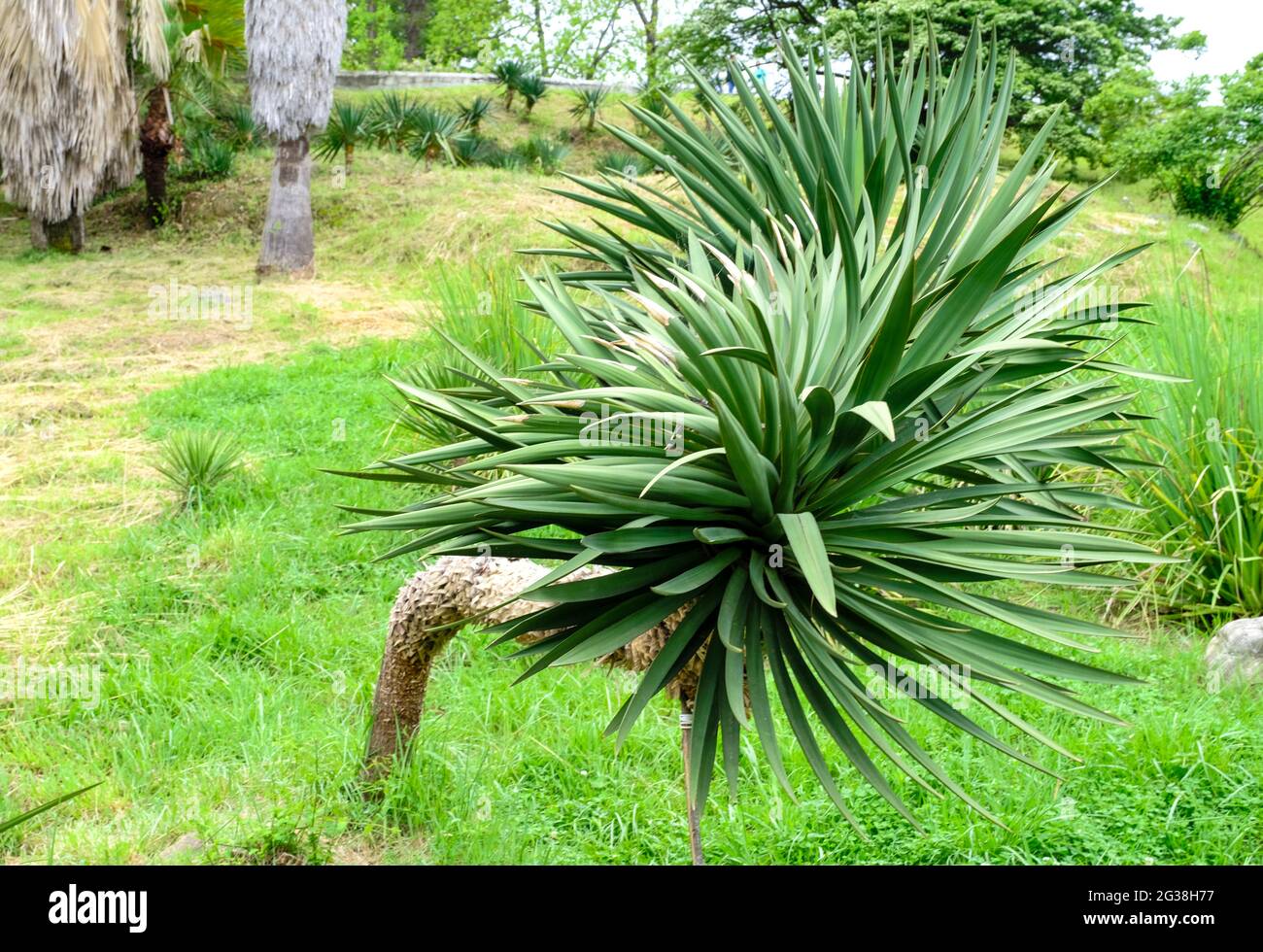 Yucca giant or Yucca elephantipes grows on the island of Tenerife, Spain, the Canary Islands and Europe. Stock Photo