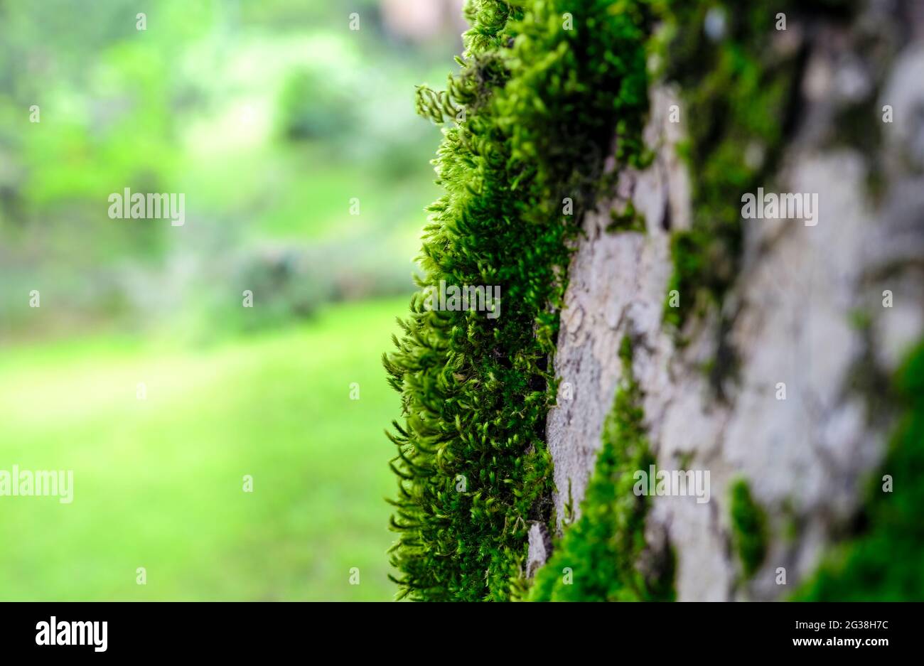 Moss, lichen, ivy on the bark of tree. Selected focus . Stock Photo