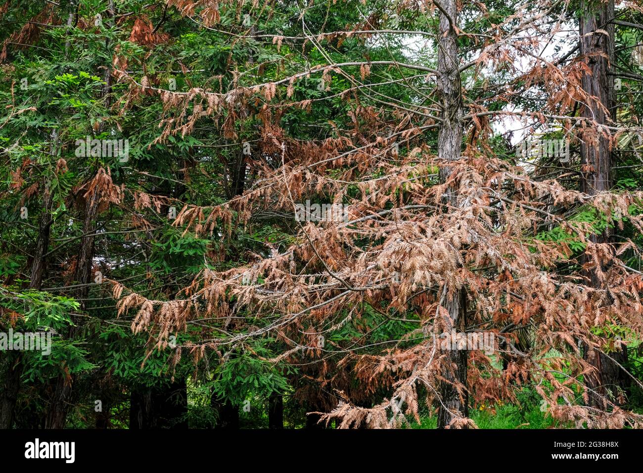 Disease of spruce plants. Dried spruce plant in the mountains or forest. Stock Photo