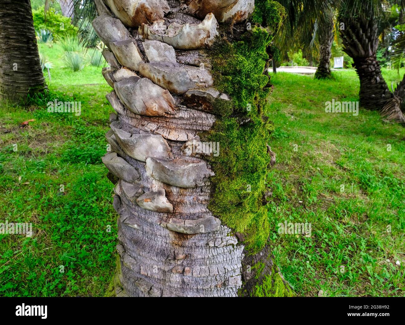 Moss, lichen, ivy on the bark of palm tree. Stock Photo