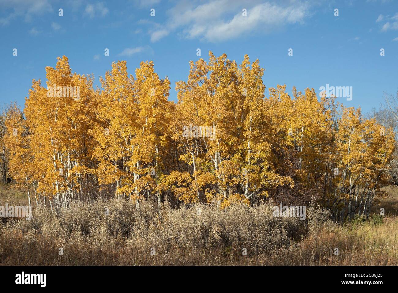 Prairie plant community of golden Trembling Aspen trees (Populus tremuloides), silverberry shrubs (Elaeagnus commutata) and grasses in autumn Stock Photo