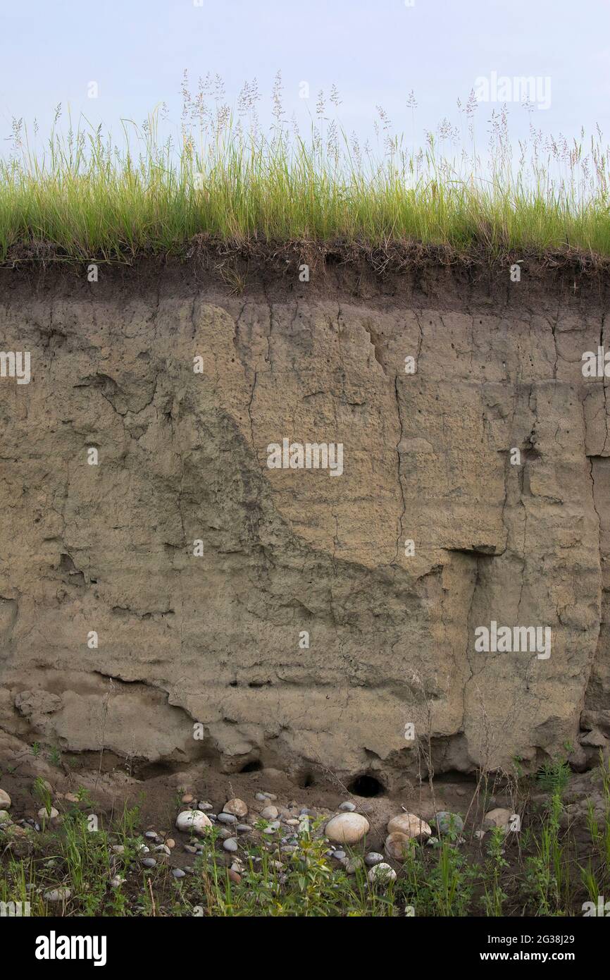 Grassland overlying soil and fluvial deposits along the cut bank of the Bow River valley in Calgary Stock Photo