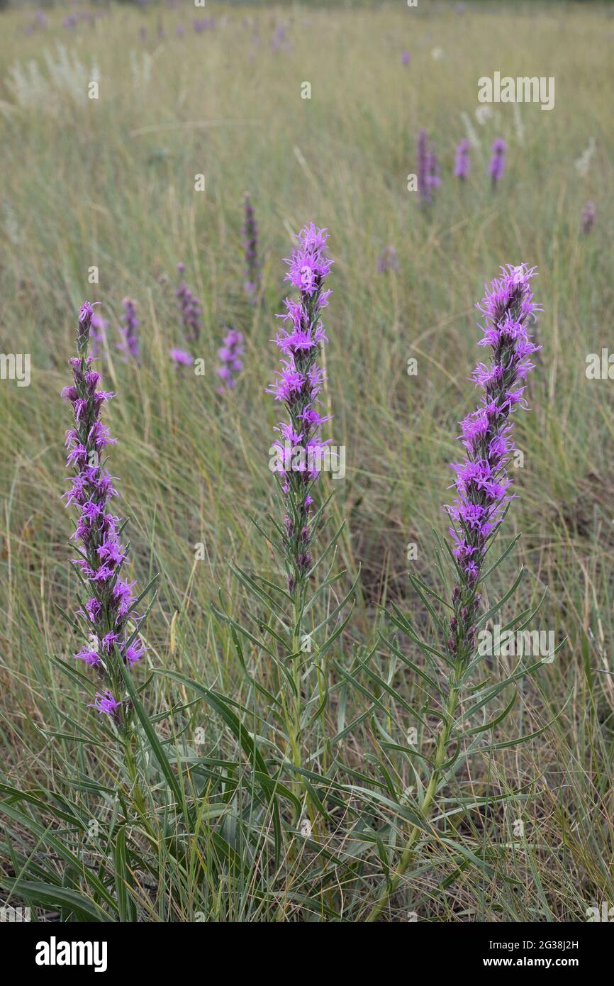 Blazingstar flowers (Liatris) in prairie grassland, Alberta, Canada Stock Photo