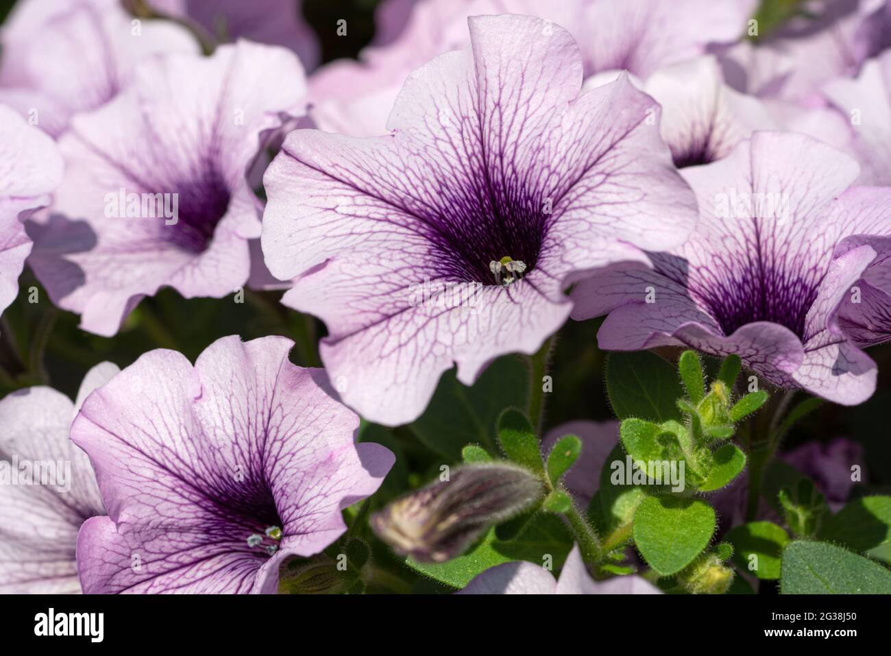 Close up image of Garden Petunia (Petunia hybrida) Stock Photo