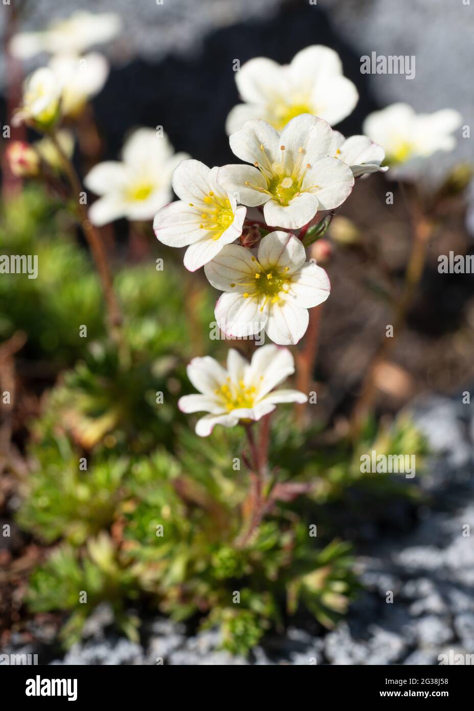 Close up image of mossy saxifrage (Saxifraga bryoides) Stock Photo