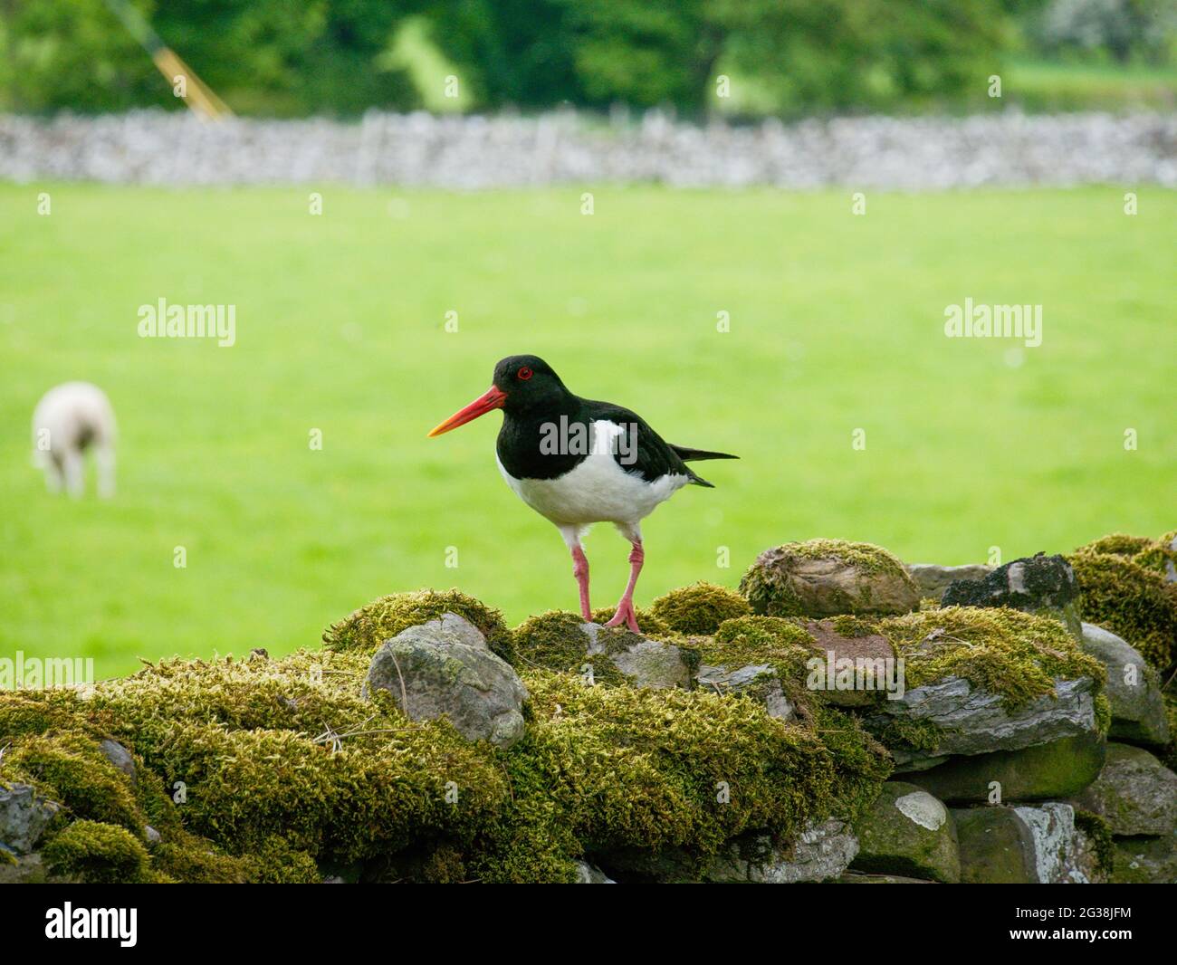A Eurasian oystercatcher (Haematopus ostralegus) standing on a drystone wall in Wensleydale