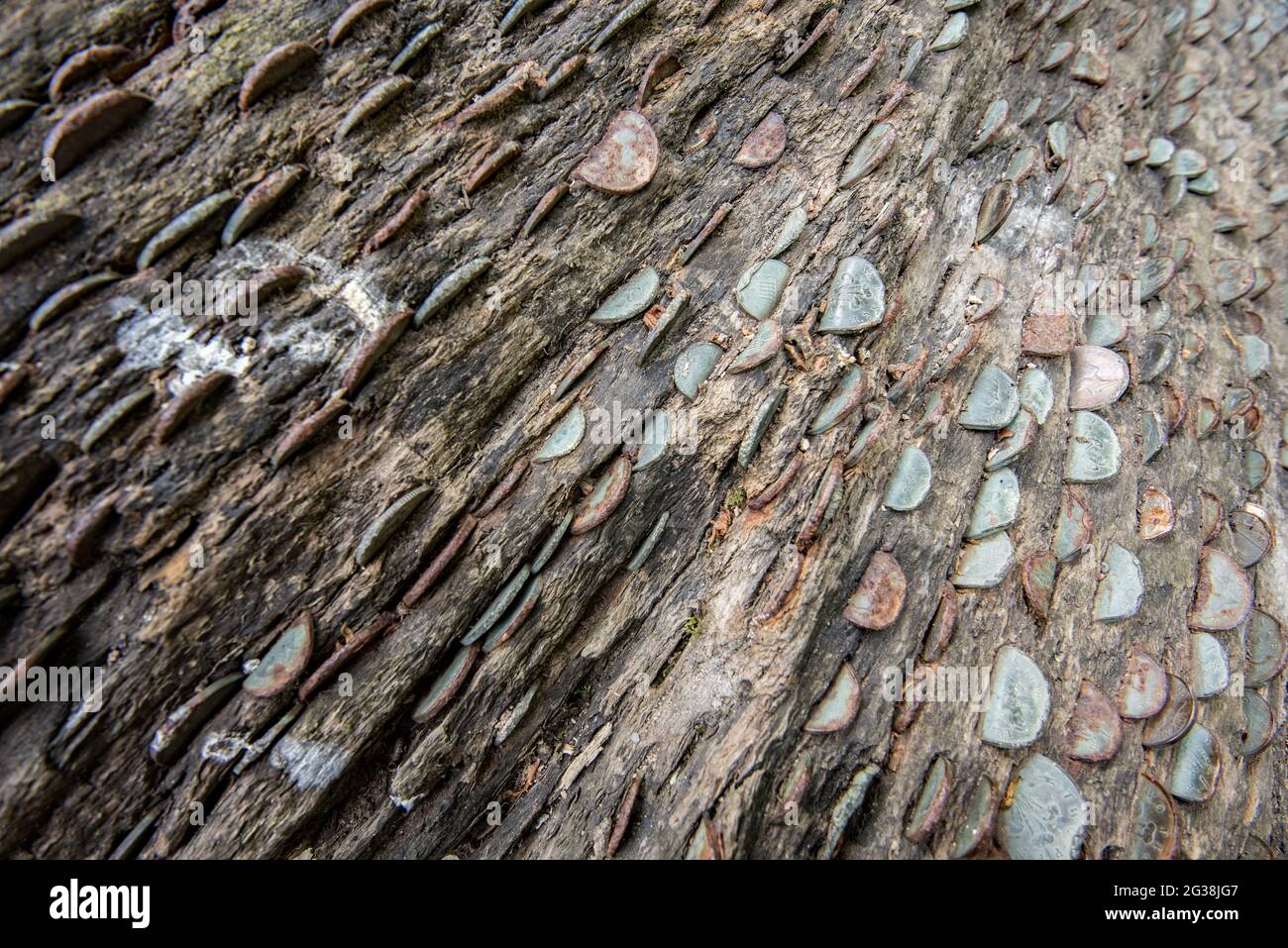 A money tree at Bolton Abbey Stock Photo