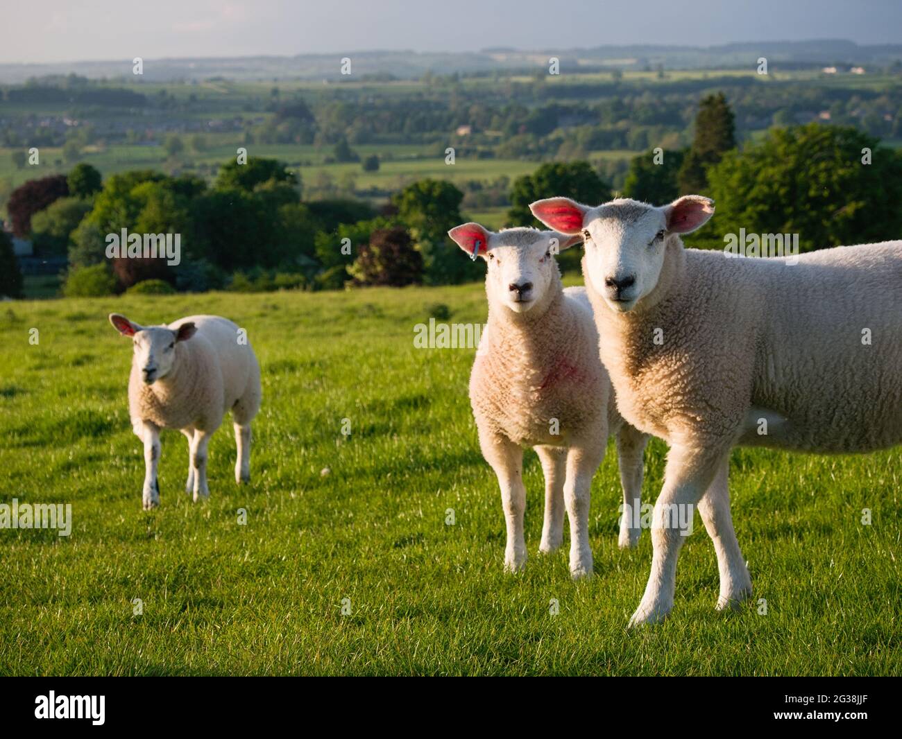 Three lambs grazing in a field Stock Photo