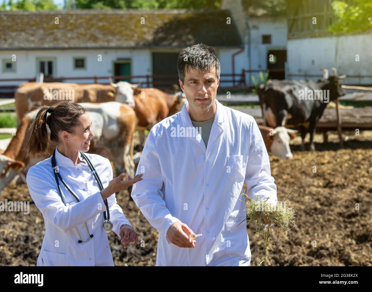 Male and female doctor walking on dairy farm with cows in background. Two veterinarians talking about medicine examinations of cattle. Stock Photo