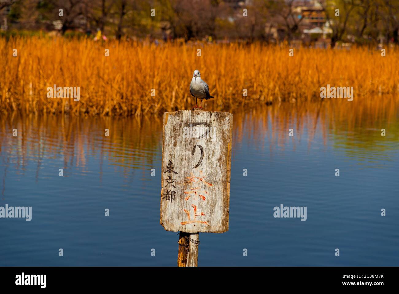 'No Fishing' sign with Japanese ideograms in Shinomazu Pond, with seagull Stock Photo