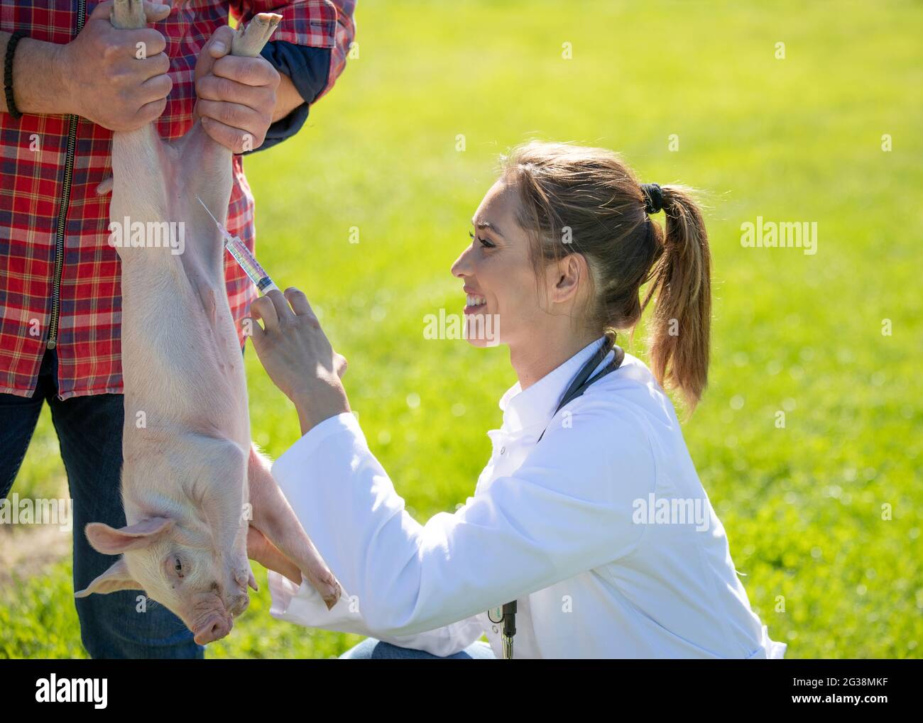 Female vet wearing white coat treating pig on farm. Woman doctor crouching giving injection to piglet. Stock Photo