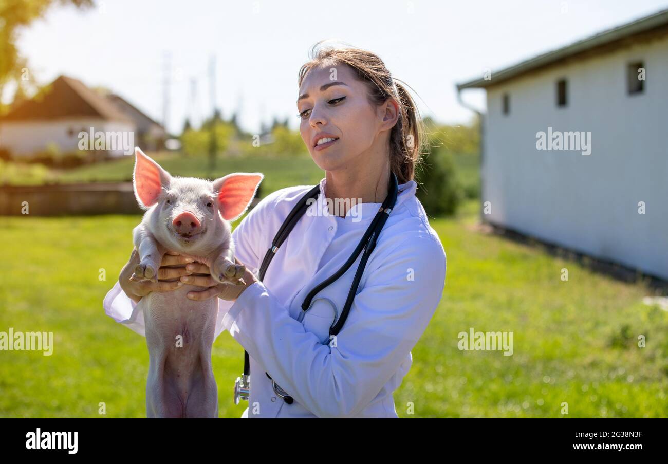 Young vet examining piglet on farm. Woman doctor wearing lab coat holding cute pig on ranch. Stock Photo