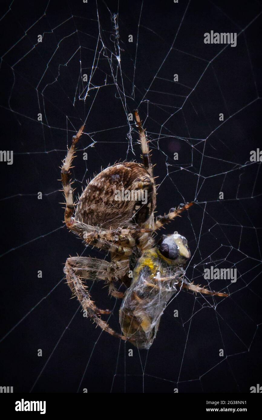 A wasp caught in a spiders web Stock Photo - Alamy