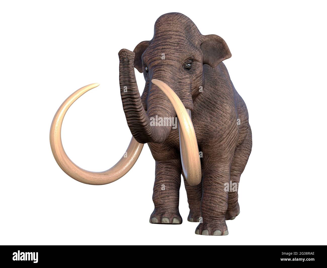 During the Ice Age of North America the Columbian Mammoth was the megafauna of the continent. Stock Photo