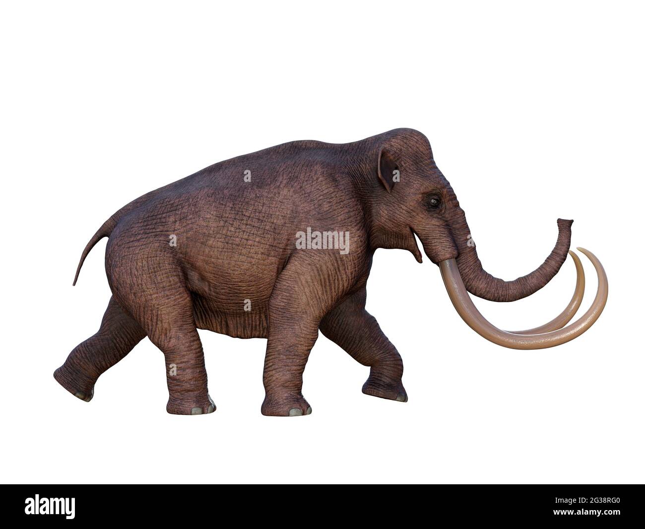 During the Ice Age of North America the Columbian Mammoth was the megafauna of the continent. Stock Photo