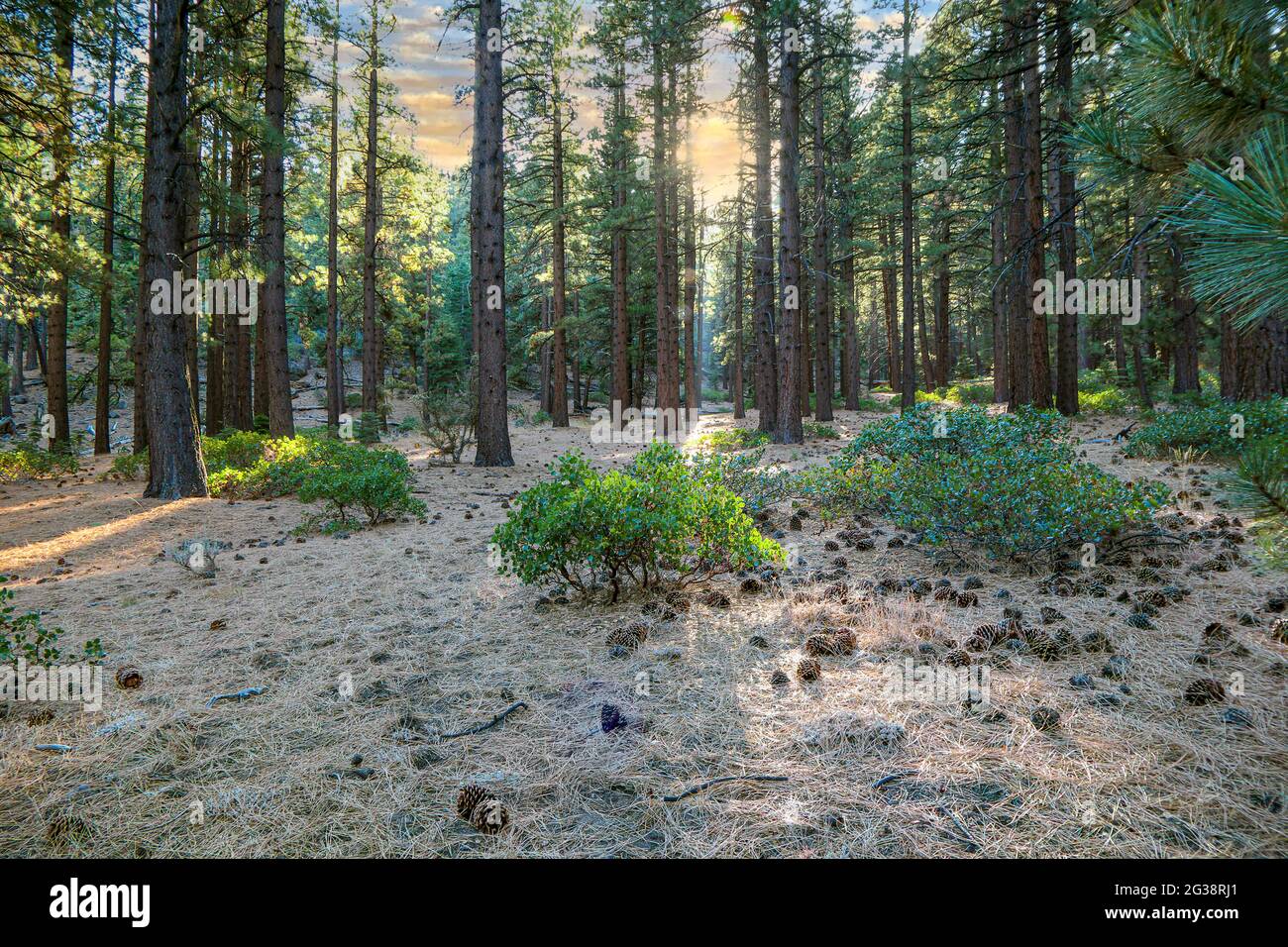 Forest near Reno and Lake Tahoe Nevada in the Sierra Nevada mountain range. Stock Photo